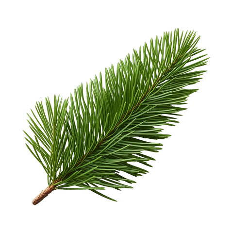 BALSAM FIR
