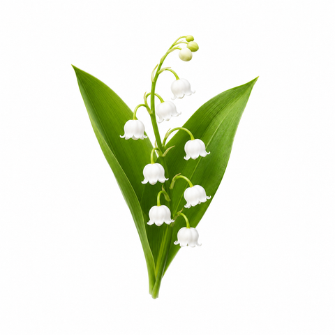 MUGUET