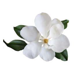 MAGNOLIA