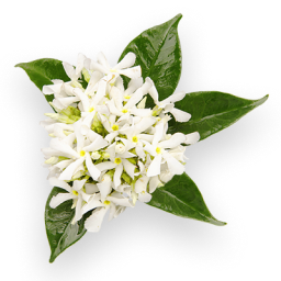 NEROLI