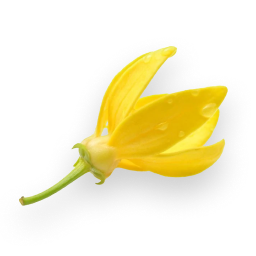YLANG-YLANG
