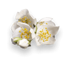 JASMINE