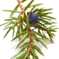 JUNIPER BERRIES