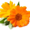 ABSOLUTE OF ORANGE FLOWER