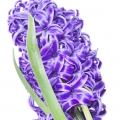 HYACINTH