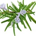 ROSEMARY